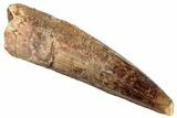 Fossil Spinosaurus Tooth - Real Dinosaur Tooth #292649-1